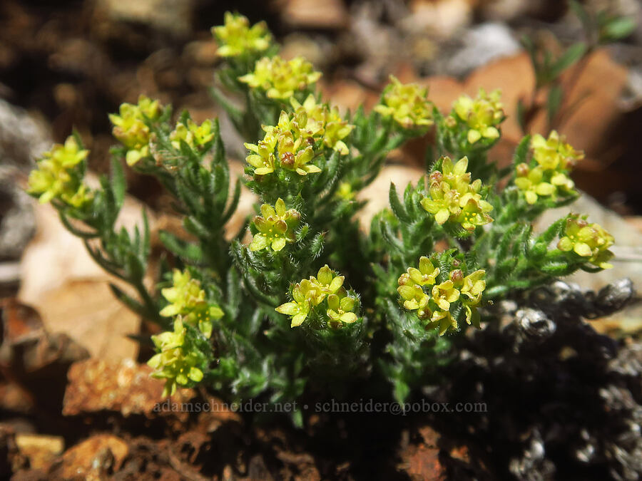 Siskyou bedstraw (Galium ambiguum var. siskiyouense) [Days Gulch Botanical Area, Josephine County, Oregon]