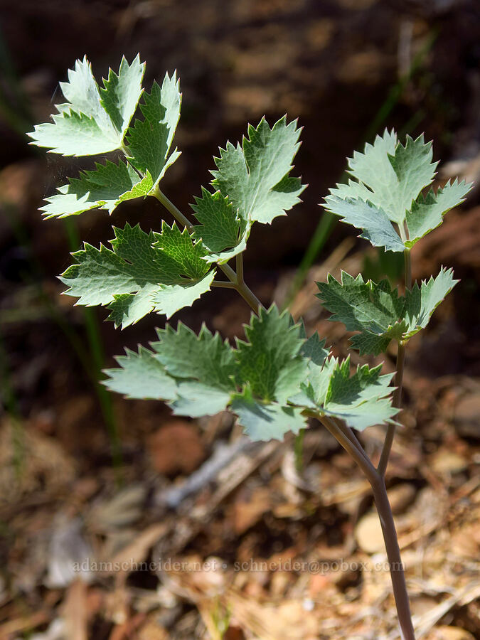Howell's desert parsley leaves (Lomatium howellii) [Days Gulch Botanical Area, Josephine County, Oregon]