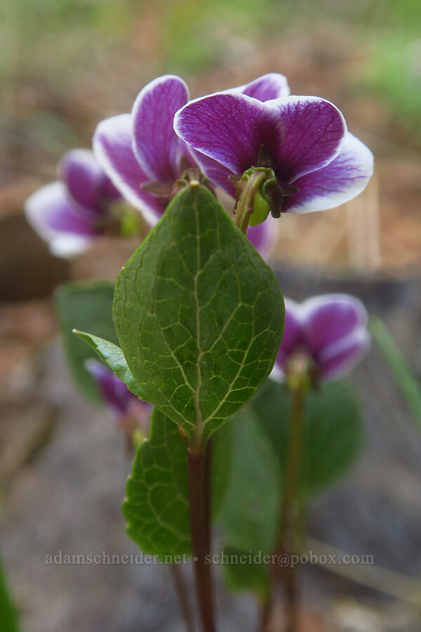 wedge-leaf violet, from behind (Viola cuneata) [Days Gulch Botanical Area, Josephine County, Oregon]
