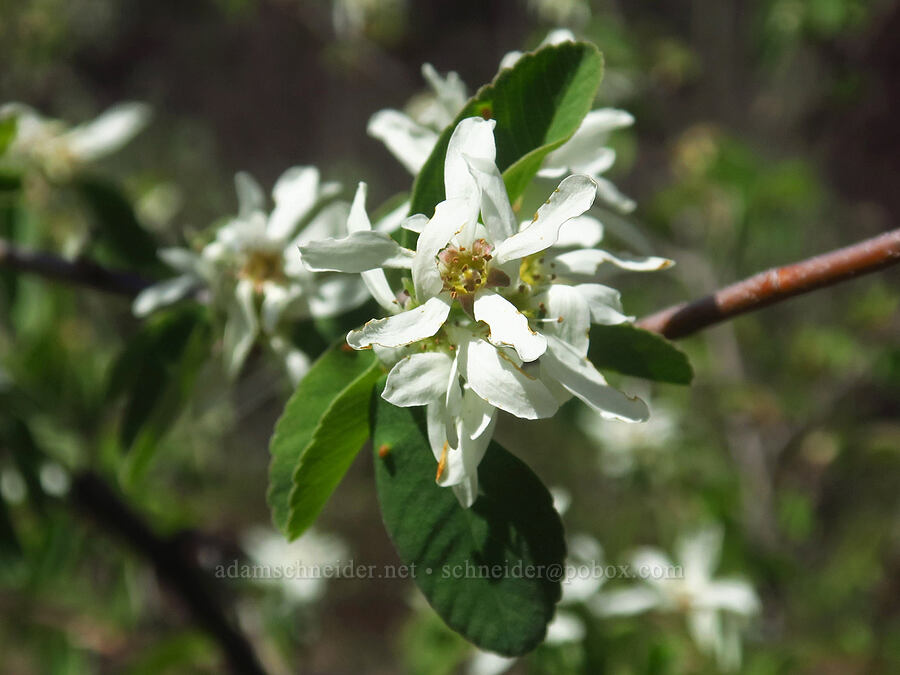 serviceberry flowers (Amelanchier alnifolia) [Days Gulch Botanical Area, Josephine County, Oregon]