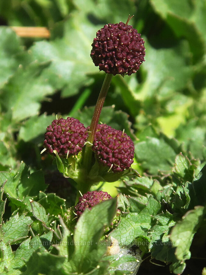 purple sanicle (Sanicula bipinnatifida) [Days Gulch Botanical Area, Josephine County, Oregon]