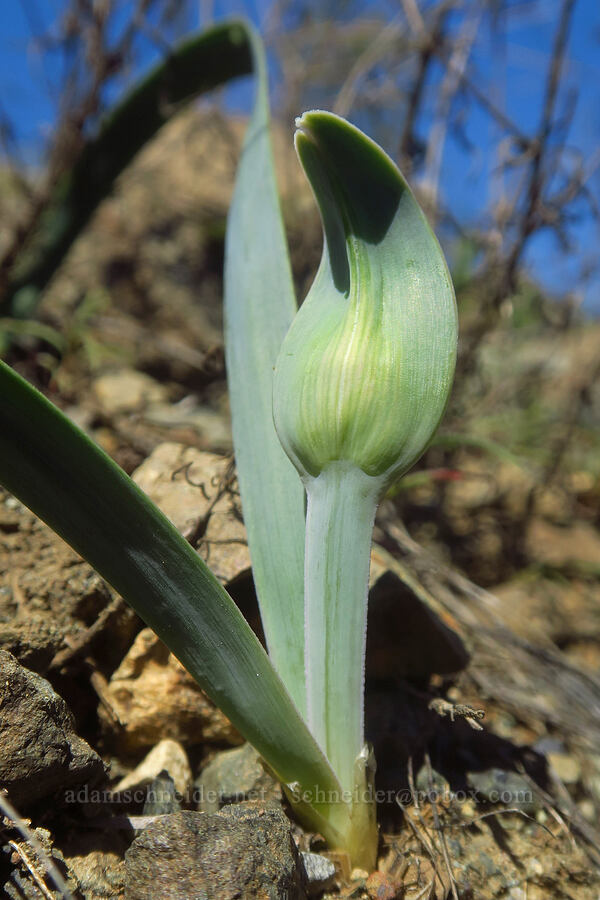 flat-stem onion, budding (Allium falcifolium) [Days Gulch Botanical Area, Josephine County, Oregon]