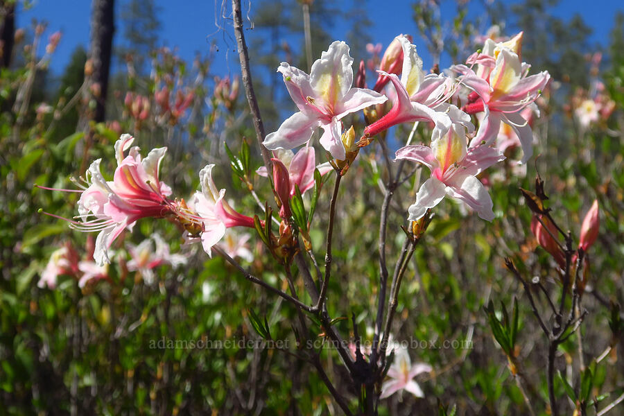 western azaleas (Rhododendron occidentale) [Days Gulch Botanical Area, Josephine County, Oregon]