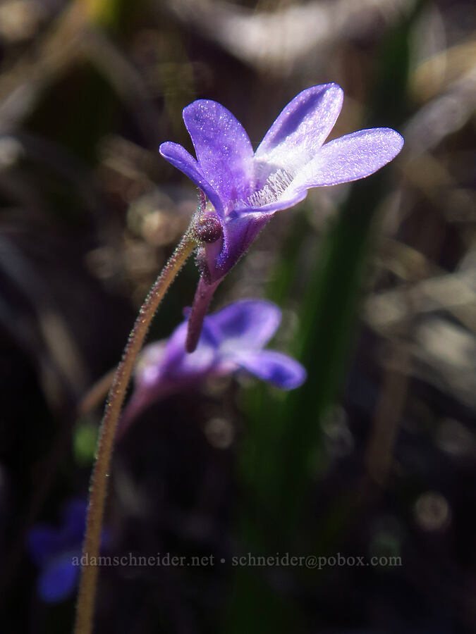 butterwort (Pinguicula macroceras (Pinguicula vulgaris ssp. macroceras)) [Days Gulch Botanical Area, Josephine County, Oregon]