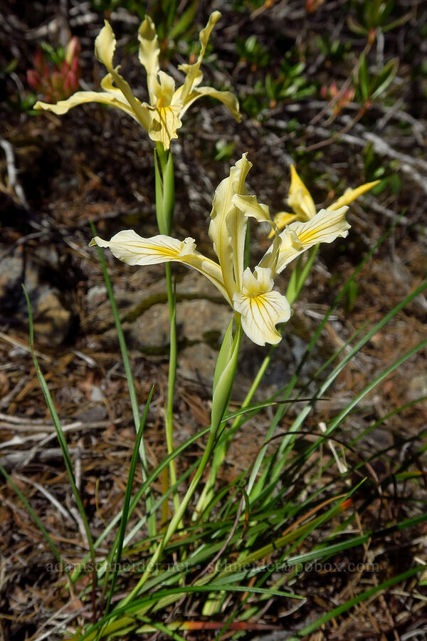 iris (Iris sp.) [Days Gulch Botanical Area, Josephine County, Oregon]