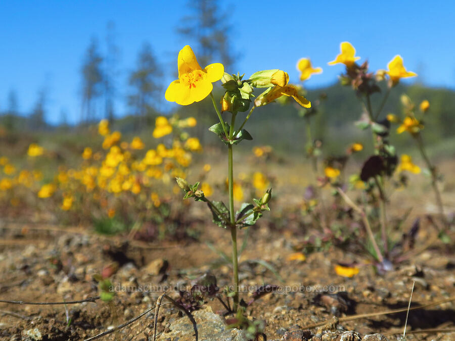 yellow monkeyflower (Erythranthe guttata (Mimulus guttatus)) [Eight Dollar Mountain ACEC, Josephine County, Oregon]