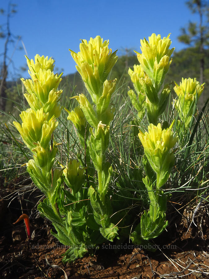 yellow short-lobe paintbrush (Castilleja brevilobata (Castilleja hispida ssp. brevilobata)) [Eight Dollar Mountain ACEC, Josephine County, Oregon]