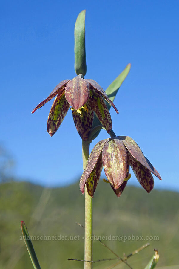 checker lily (Fritillaria affinis) [Eight Dollar Mountain ACEC, Josephine County, Oregon]