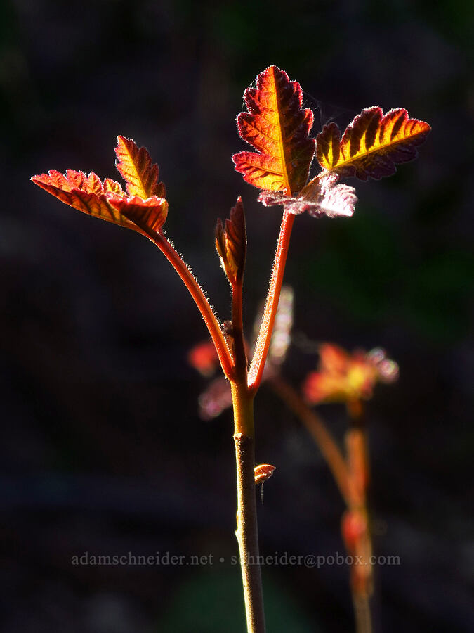 poison-oak (Toxicodendron diversilobum (Rhus diversiloba)) [Eight Dollar Mountain ACEC, Josephine County, Oregon]
