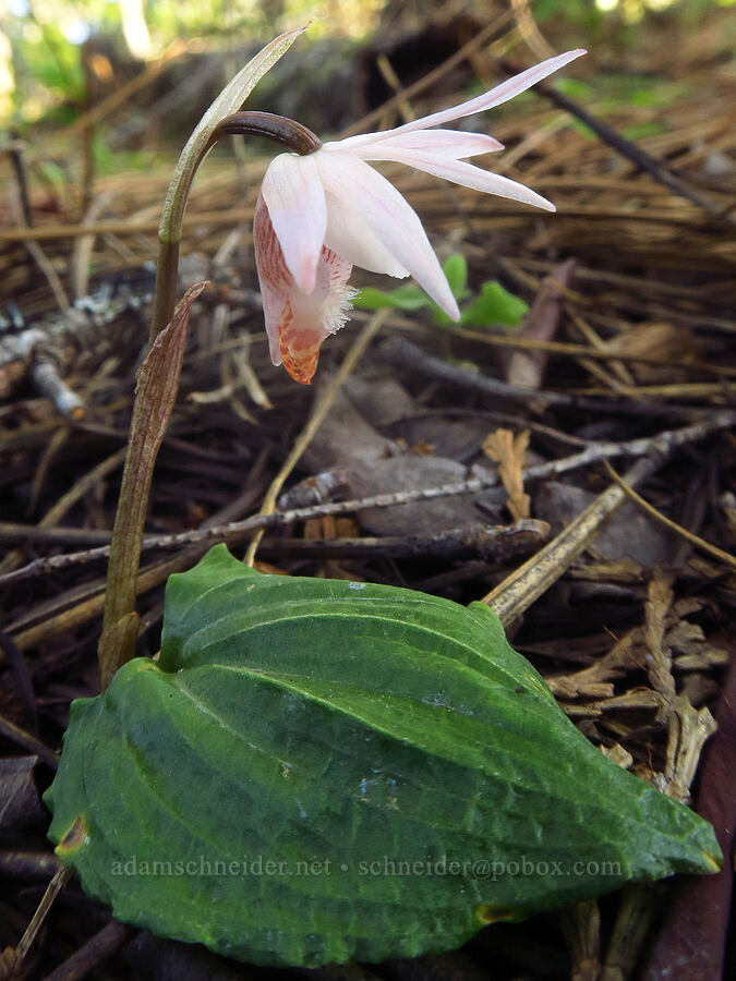 white fairy-slipper orchid (Calypso bulbosa) [Siskiyou Field Institute, Josephine County, Oregon]