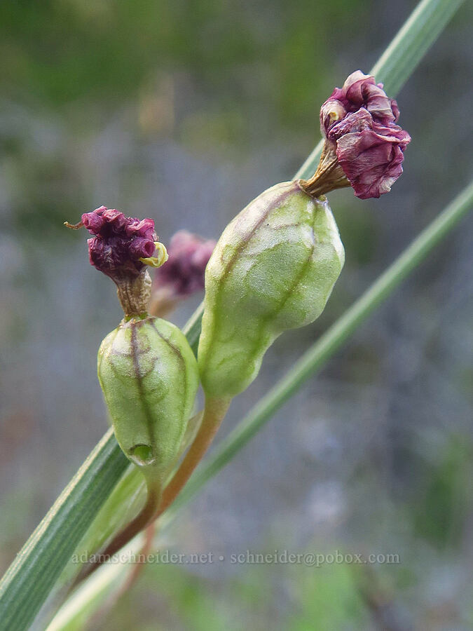 grass-widow fruit (Olsynium douglasii) [Siskiyou Field Institute, Josephine County, Oregon]