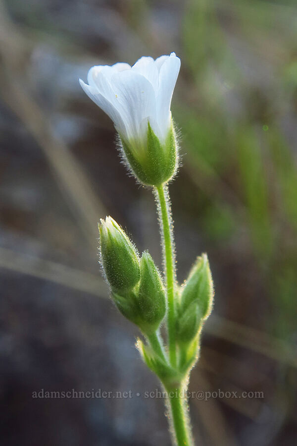 chickweed (Cerastium arvense ssp. strictum) [Siskiyou Field Institute, Josephine County, Oregon]