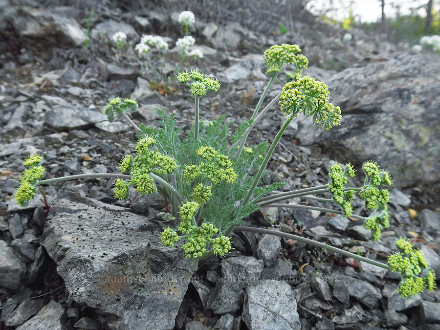 big-seed biscuitroot (Lomatium macrocarpum) [Siskiyou Field Institute, Josephine County, Oregon]