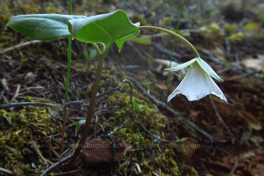 Siskiyou trillium (brook wake-robin) (Pseudotrillium rivale (Trillium rivale)) [Siskiyou Field Institute, Josephine County, Oregon]