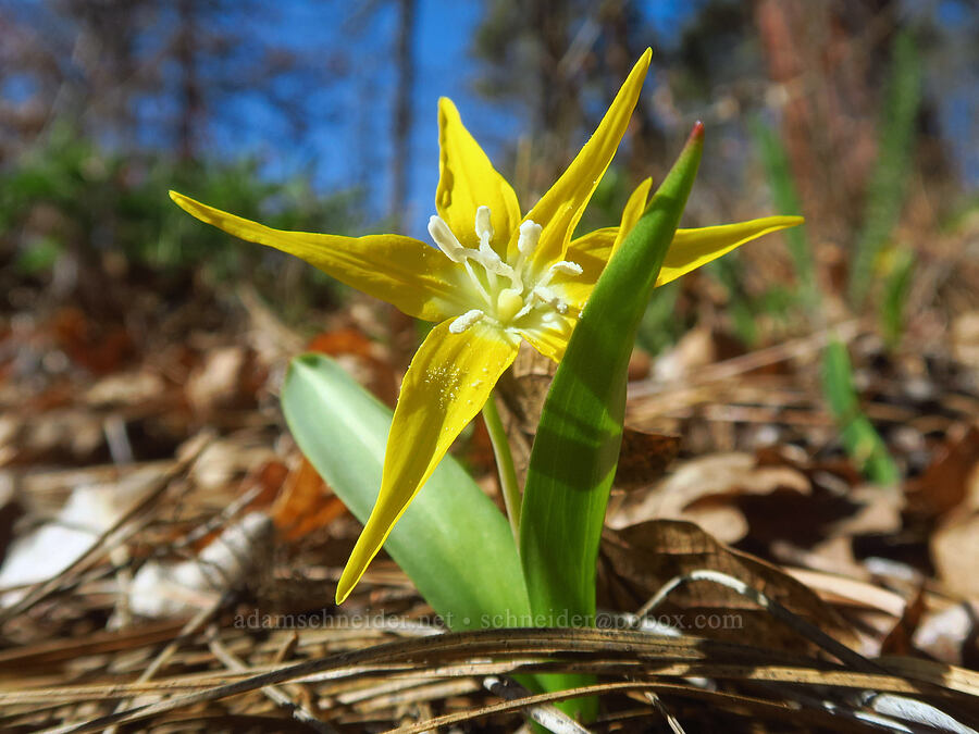 glacier lily (Erythronium grandiflorum) [east of Canyon Creek, Soda Springs Wildlife Area, Klickitat County, Washington]