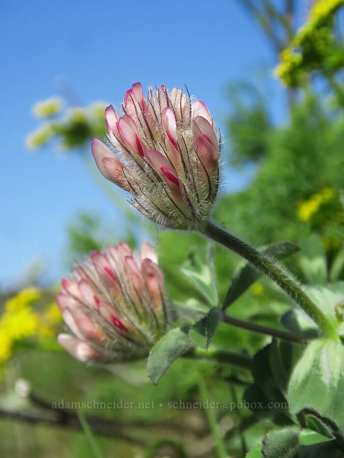 big-head clover, budding (Trifolium macrocephalum) [east of Canyon Creek, Soda Springs Wildlife Area, Klickitat County, Washington]