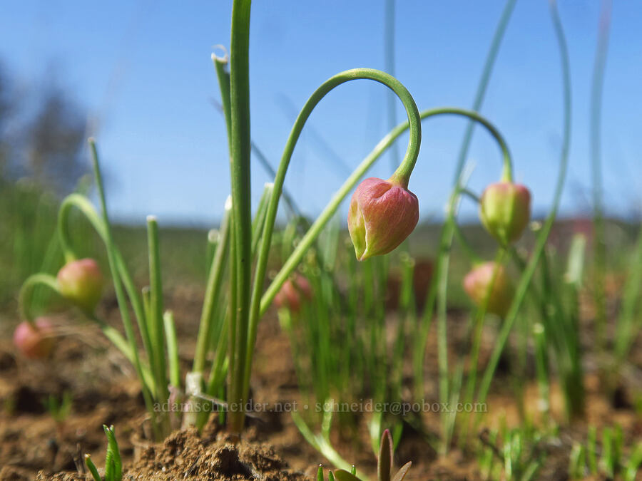 Nevius' onion, budding (Allium nevii (Allium douglasii var. nevii)) [east of Canyon Creek, Soda Springs Wildlife Area, Klickitat County, Washington]