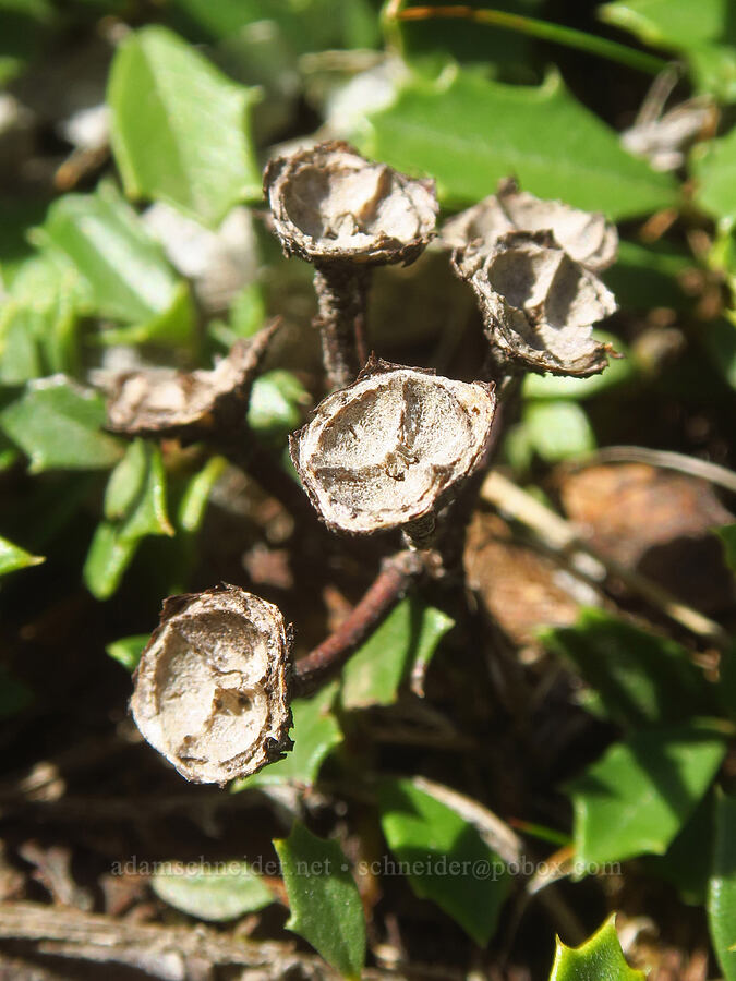mahala mat, empty seed capsules (Ceanothus prostratus) [east of Canyon Creek, Soda Springs Wildlife Area, Klickitat County, Washington]