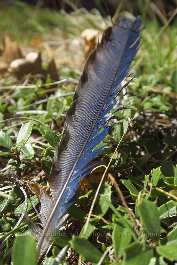 Steller's jay feather (Cyanocitta stelleri) [east of Canyon Creek, Soda Springs Wildlife Area, Klickitat County, Washington]