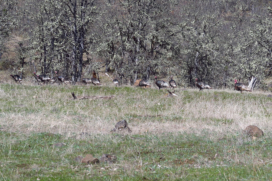 wild turkeys (Meleagris gallopavo) [South Breaks Road, Soda Springs Wildlife Area, Klickitat County, Washington]