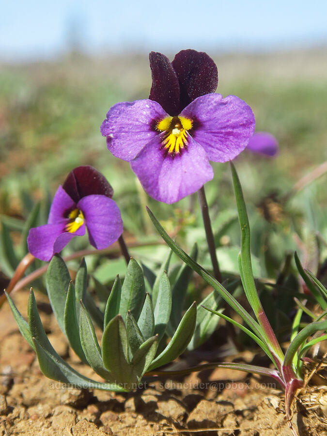 sagebrush violet (Viola trinervata) [South Breaks Road, Soda Springs Wildlife Area, Klickitat County, Washington]
