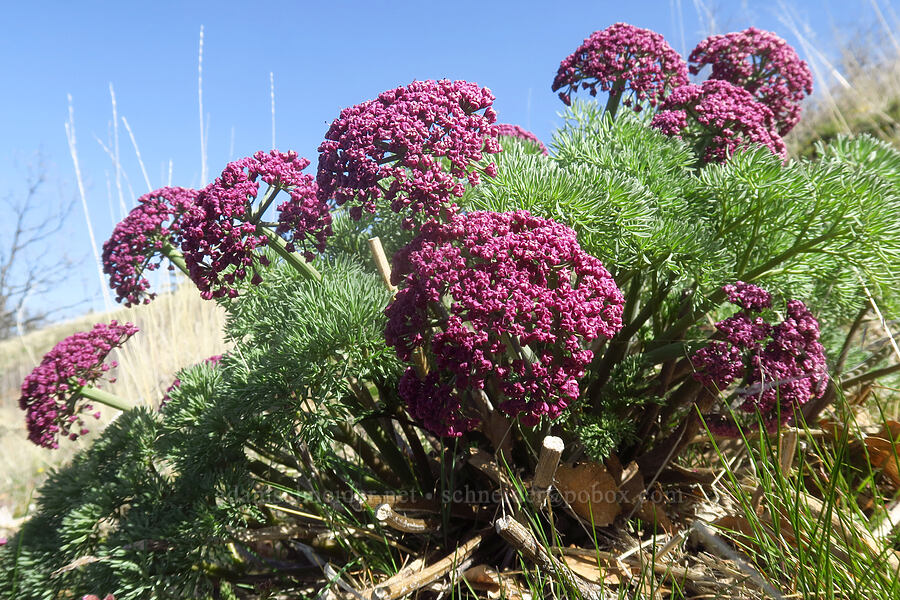 Columbia desert parsley (Lomatium columbianum) [Klickitat Canyon, Soda Springs Wildlife Area, Klickitat County, Washington]