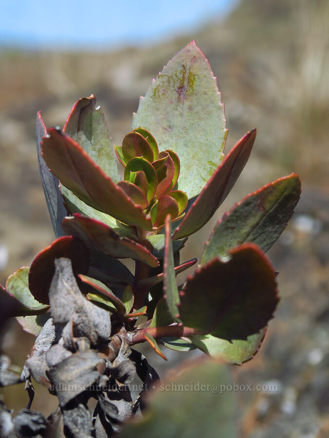 Barrett's penstemon leaves (Penstemon barrettiae) [Klickitat Canyon, Soda Springs Wildlife Area, Klickitat County, Washington]