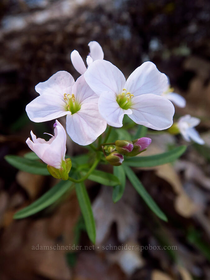oaks toothwort (Cardamine nuttallii) [Klickitat Canyon, Soda Springs Wildlife Area, Klickitat County, Washington]