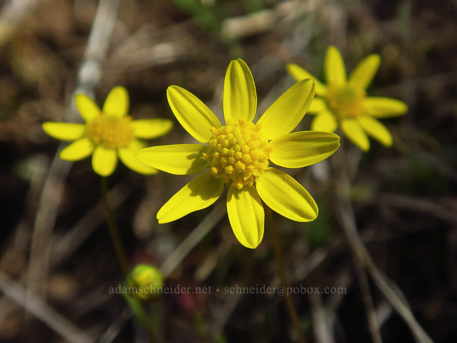 gold stars (Crocidium multicaule) [Klickitat Canyon, Soda Springs Wildlife Area, Klickitat County, Washington]