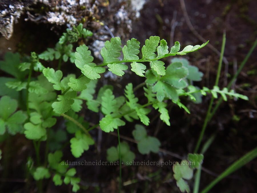 brittle bladder fern (Cystopteris fragilis) [Klickitat Canyon, Soda Springs Wildlife Area, Klickitat County, Washington]