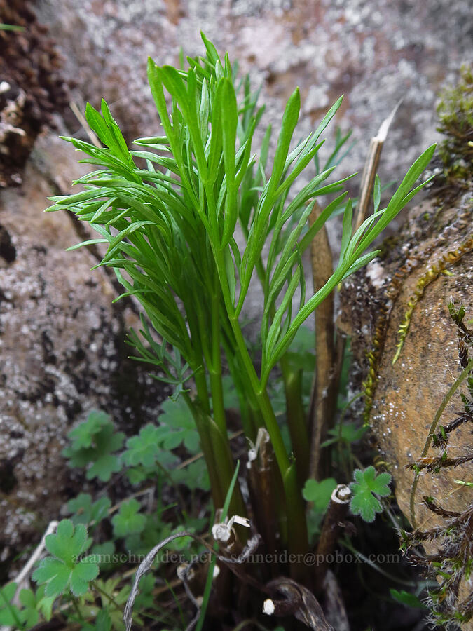 Suksdorf's desert parsley leaves (Lomatium suksdorfii) [Klickitat Canyon, Soda Springs Wildlife Area, Klickitat County, Washington]