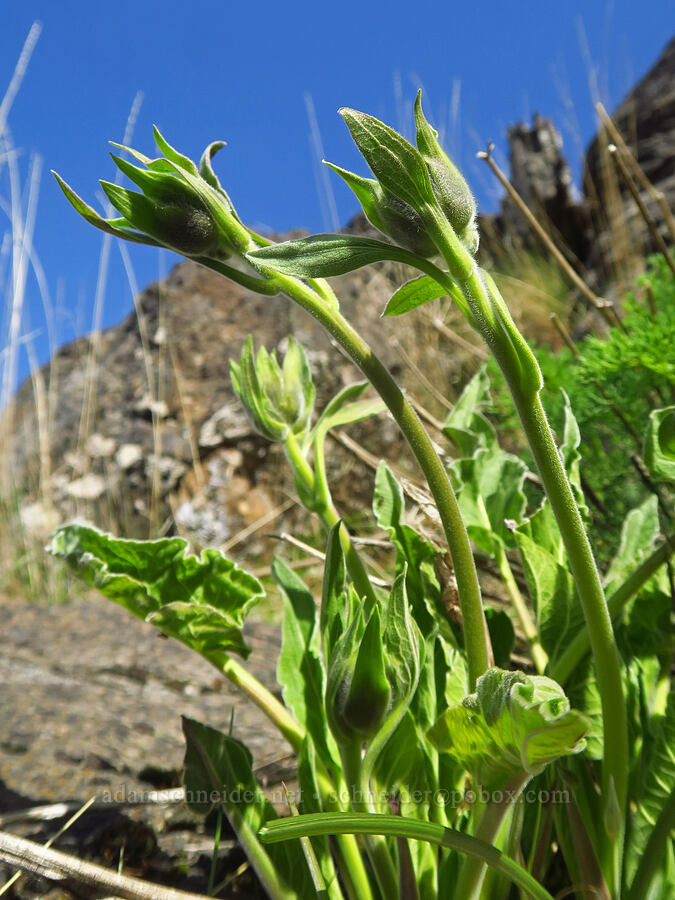 Carey's balsamroot, budding (Balsamorhiza careyana) [Klickitat Canyon, Soda Springs Wildlife Area, Klickitat County, Washington]