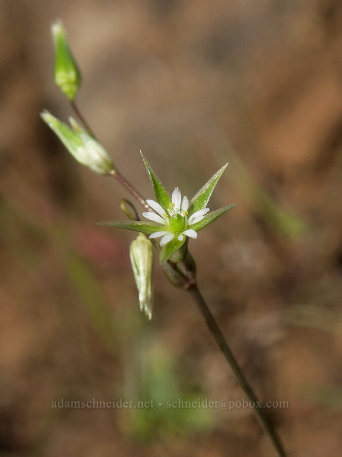 shining starwort (Stellaria nitens (Stellaria praecox)) [Klickitat Canyon, Soda Springs Wildlife Area, Klickitat County, Washington]