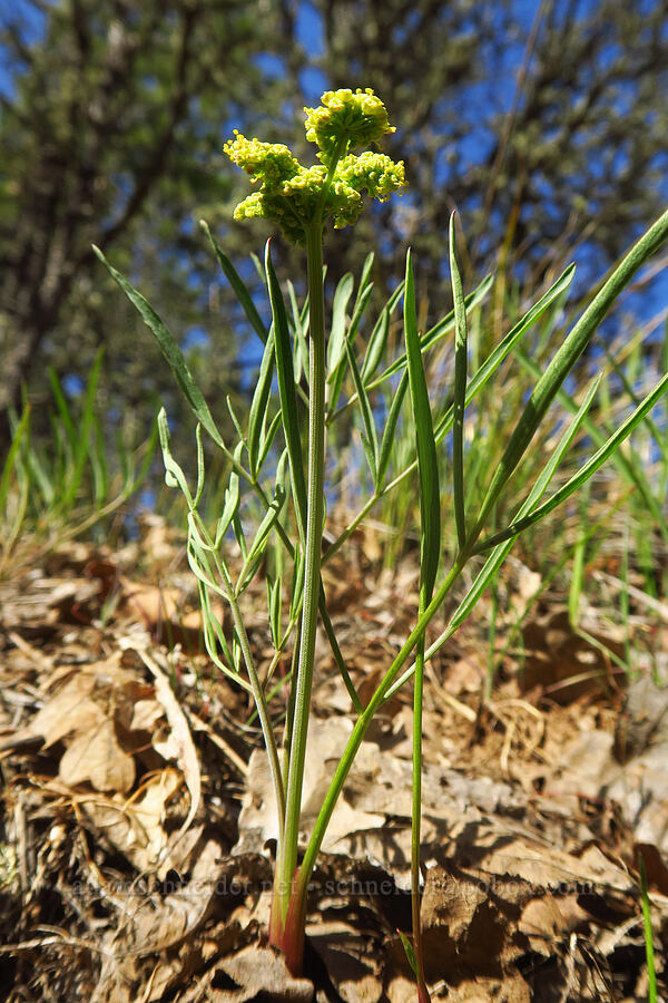 nine-leaf desert parsley (Lomatium triternatum) [South Breaks Road, Soda Springs Wildlife Area, Klickitat County, Washington]