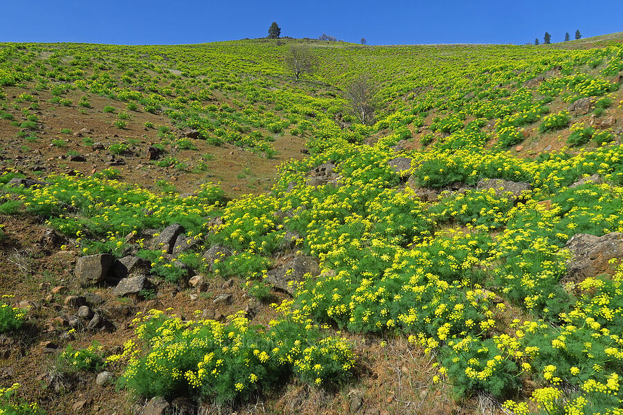 Klickitat desert parsley (Lomatium klickitatense (Lomatium grayi)) [Glenwood Highway, Soda Springs Wildlife Area, Klickitat County, Washington]