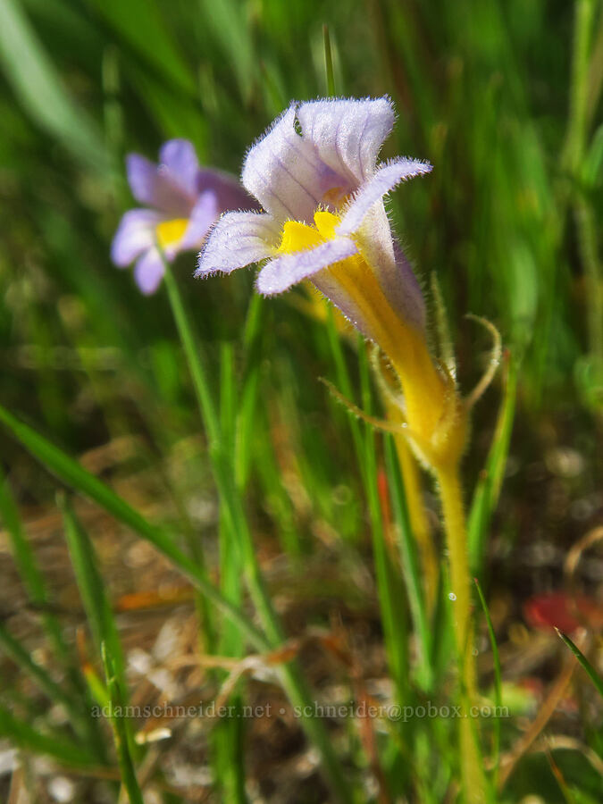 naked broomrape (Aphyllon purpureum (Orobanche uniflora)) [Glenwood Highway, Soda Springs Wildlife Area, Klickitat County, Washington]