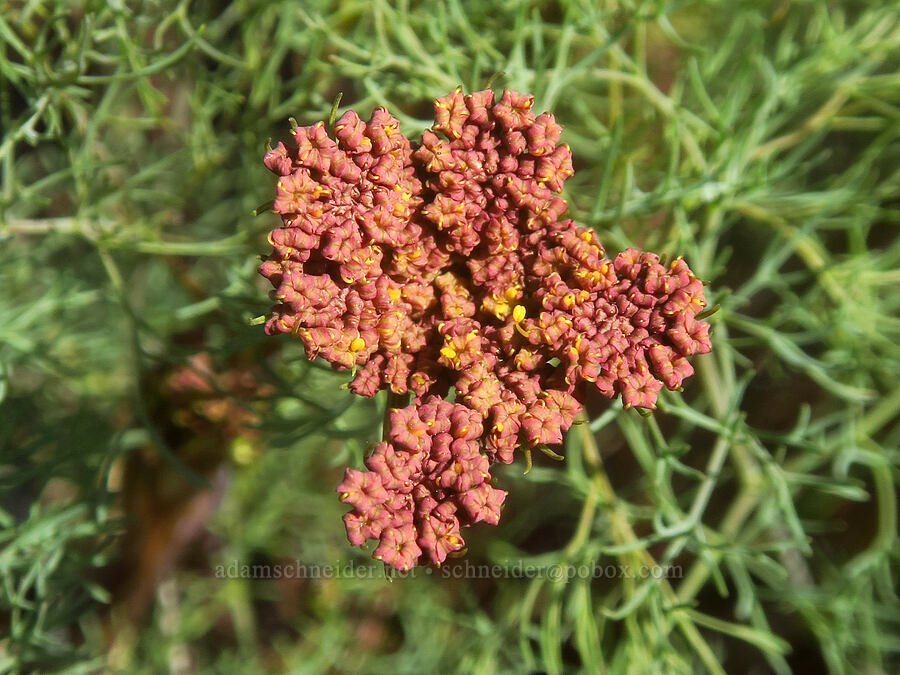 orange Klickitat desert parsley (Lomatium klickitatense (Lomatium grayi)) [Glenwood Highway, Soda Springs Wildlife Area, Klickitat County, Washington]
