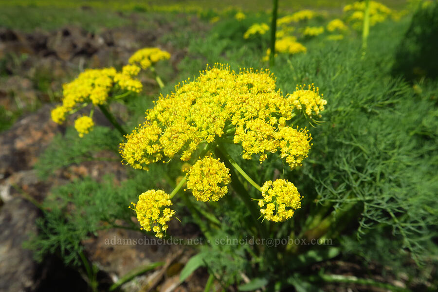 normal yellow Klickitat desert parsley (Lomatium klickitatense (Lomatium grayi)) [Glenwood Highway, Soda Springs Wildlife Area, Klickitat County, Washington]