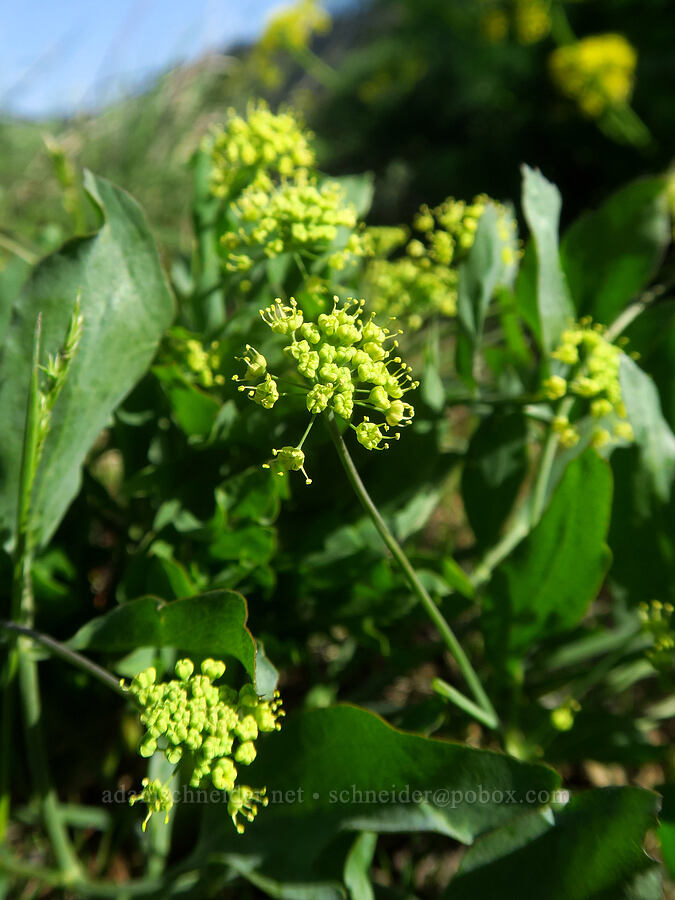 bare-stem desert parsley (Lomatium nudicaule) [Glenwood Highway, Soda Springs Wildlife Area, Klickitat County, Washington]