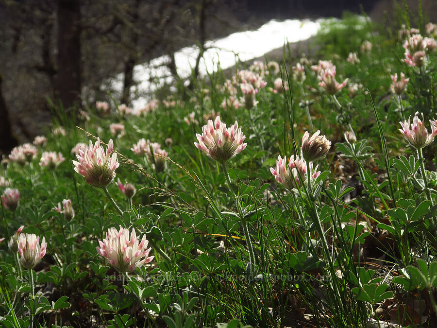 big-head clover (Trifolium macrocephalum) [Stinson Flat, Klickitat County, Washington]
