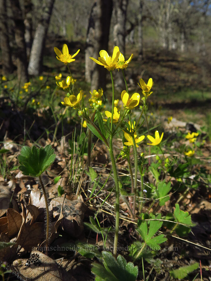 buttercups (Ranunculus occidentalis) [Stinson Flat, Klickitat County, Washington]