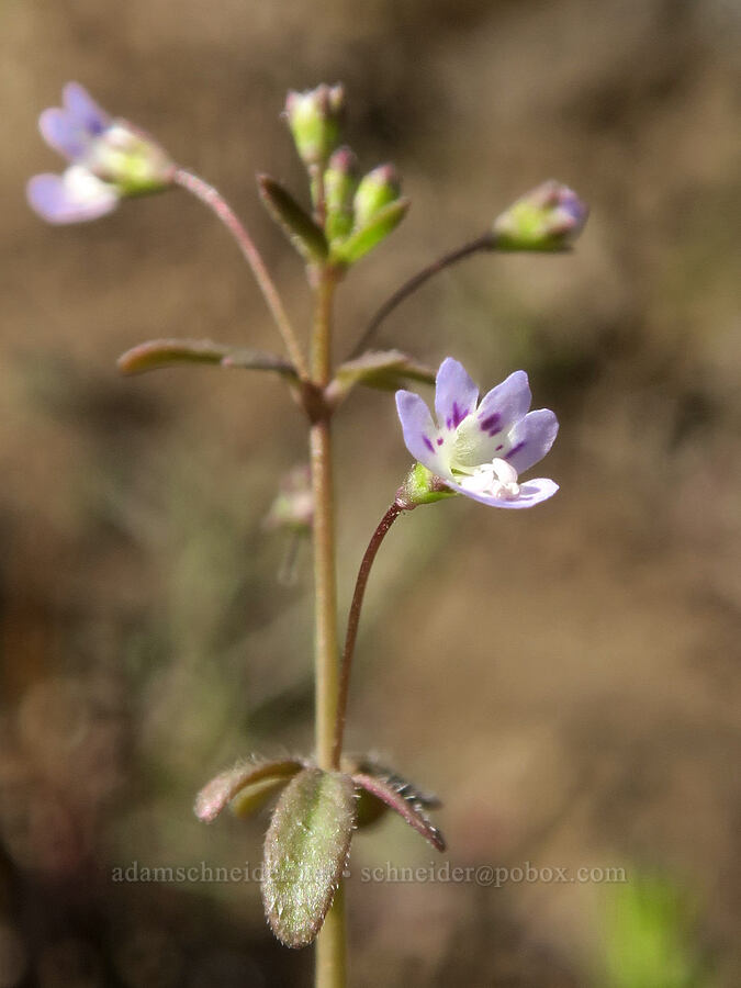 small-flowered tonella (Tonella tenella) [Stinson Flat, Klickitat County, Washington]