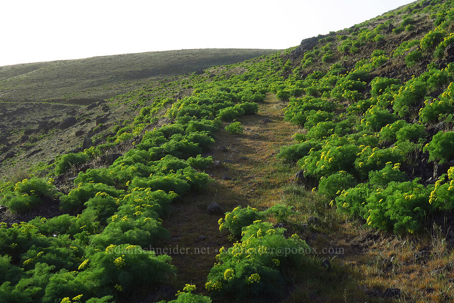 Klickitat desert parsley (Lomatium klickitatense (Lomatium grayi)) [Swale Creek Wildlife Area, Klickitat County, Washington]
