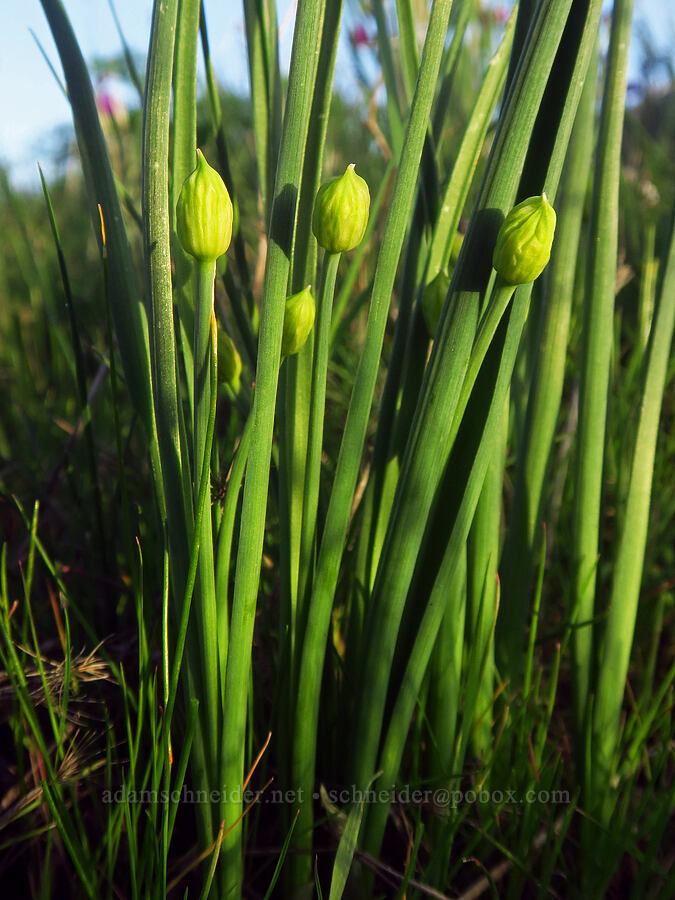 Nevius' onion, budding (Allium nevii (Allium douglasii var. nevii)) [Swale Creek Wildlife Area, Klickitat County, Washington]