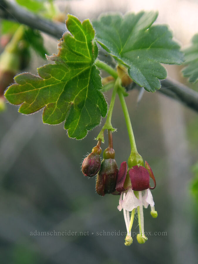 straggly/spreading gooseberry (Ribes divaricatum) [Klickitat Trail, Klickitat County, Washington]