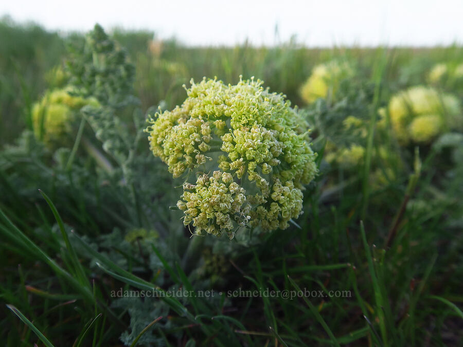 big-seed biscuitroot (Lomatium macrocarpum) [Klickitat Trail, Klickitat County, Washington]