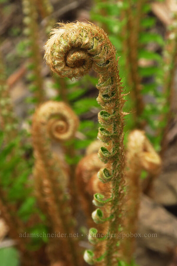 sword fern fiddleheads (Polystichum munitum) [Gorge Trail #400, John B. Yeon State Park, Multnomah County, Oregon]