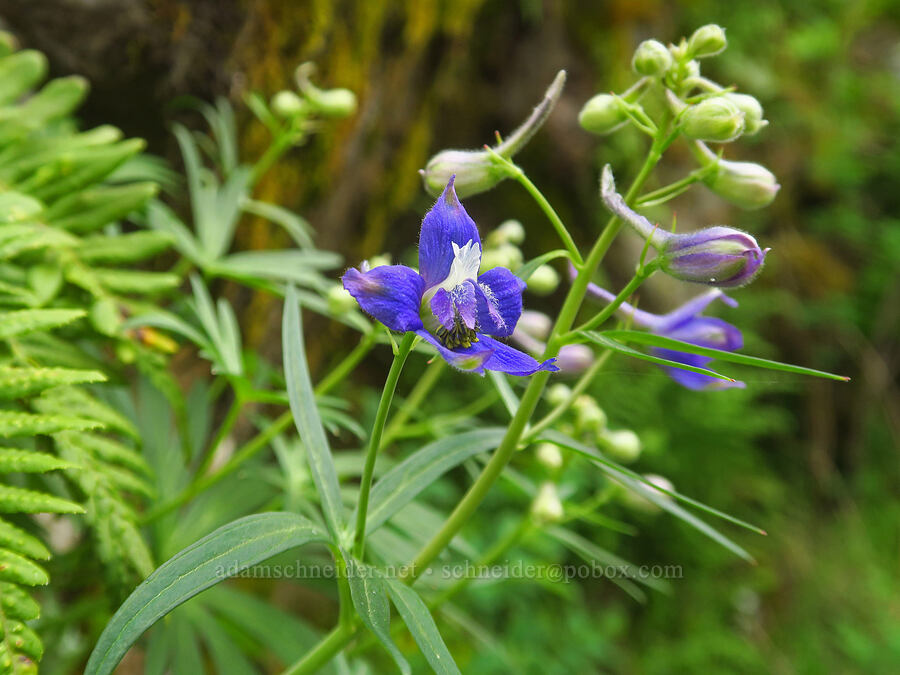 Columbia Gorge larkspur, flowering and budding (Delphinium basalticum (Delphinium glareosum)) [Upper McCord Creek Falls Trail, John B. Yeon State Park, Multnomah County, Oregon]