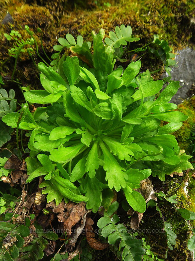 Columbia Gorge fleabane leaves (Erigeron oreganus) [Upper McCord Creek Falls Trail, John B. Yeon State Park, Multnomah County, Oregon]