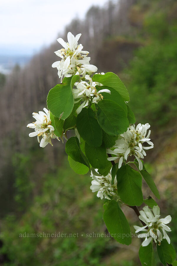 serviceberry flowers (Amelanchier alnifolia) [Upper McCord Creek Falls Trail, John B. Yeon State Park, Multnomah County, Oregon]